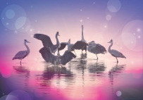 [原创]晨光鹭影