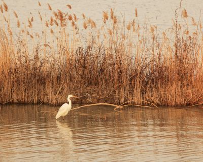 济南天桥黄河沉沙池白鹭