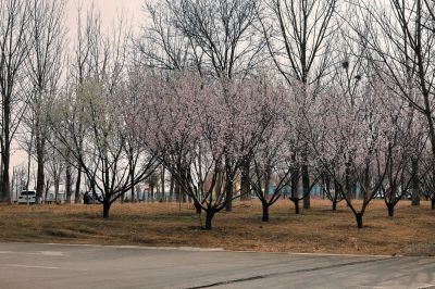 在那桃花盛开的地方（2）