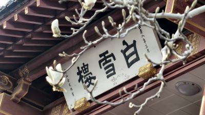 白雪楼前白云兰