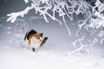 雪落枝桠 猫行画中