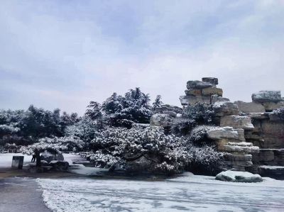 雪掩松枝