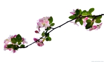 [原创]海棠花