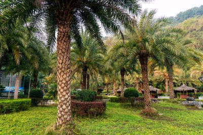 南国风光椰树林