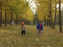 银杏林中的姐弟俩（十）