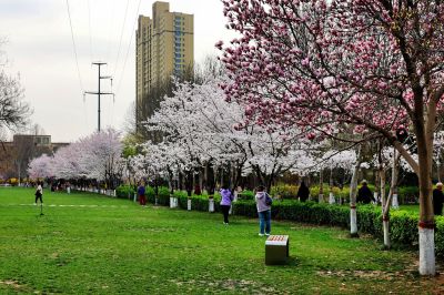 樱花烂漫几多时（2）