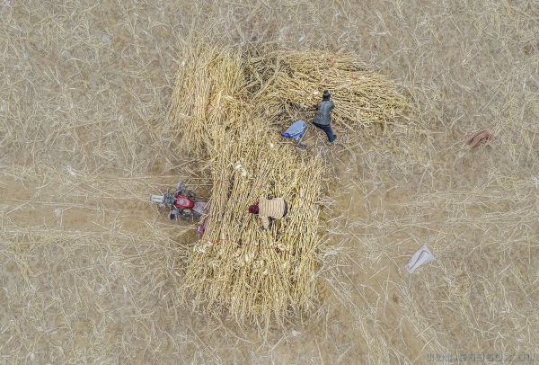 又到农忙时（纪实类）
