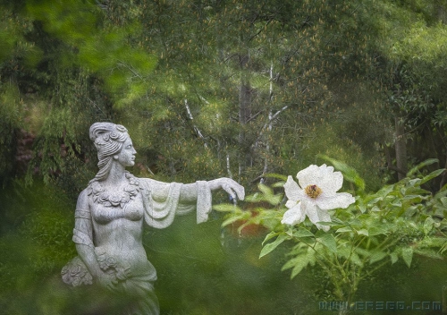 百花公园牡丹仙子