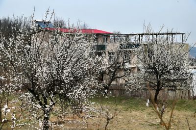 半坡杏花白，一山烟雨柔（3）