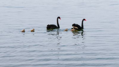 华山湖的小天鹅