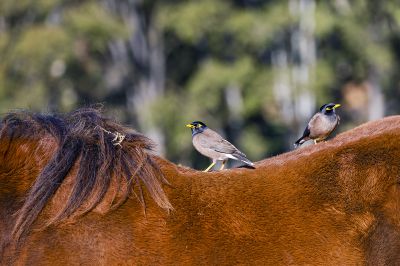 马·背上的家八哥