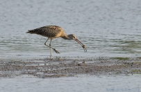 [原创]杓鹬捕蟹
