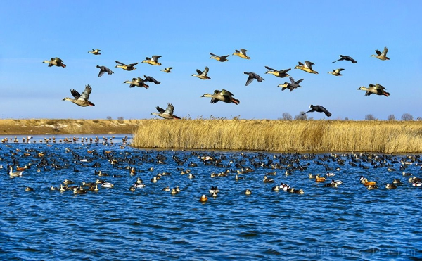 蓝天碧水引凤来