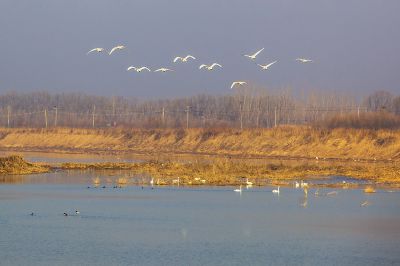 济南天桥沉砂池天鹅3