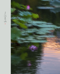 [原创]【夕阳荷塘】