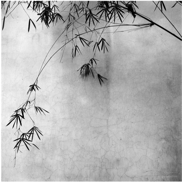 张志辉《东方摄影 · 我的2023》：玩摄影