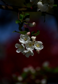 [原创]梨花儿白