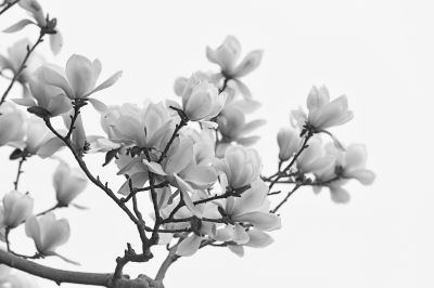 玉环飞燕原相敌,笑比江梅不恨肥