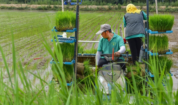 《丰收的喜悦》（组照）