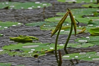 [原创]小荷听雨