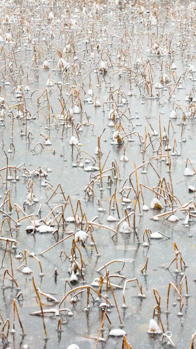 《雪与枯荷的私语》