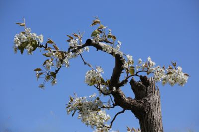 虬曲苍劲梨花枝（3）