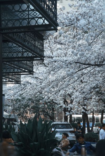 【繁花季】樱花街景/闹中取静