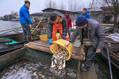 冬季收鱼季