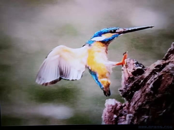 不畏劳苦勇于攀登