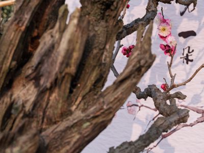 梅花香自苦寒来