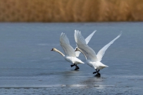 黄河入海口的情侣