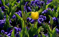 [原创]争艳的春天