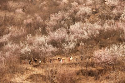 珍珠山上桃花开（2）