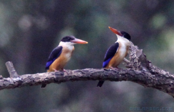 兰妃翠之情（组照）