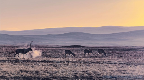 藏羚羊：迁徙之路风景异（组照）