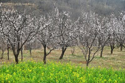 杏花白，菜花黄（2）