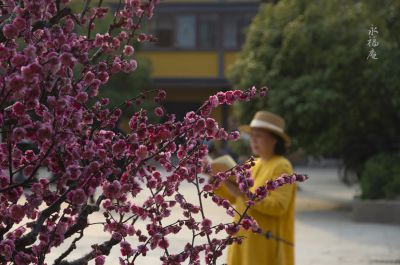 【禅意. 梅花】/永福庵