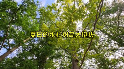 夏日的水杉树
