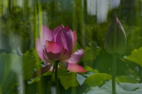 [原创]红香一点清风