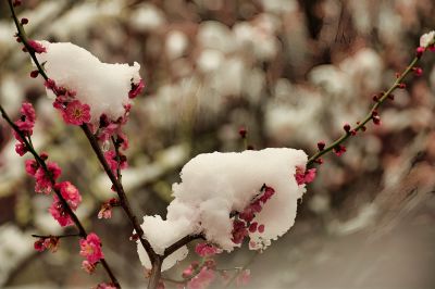 雪染梅花花更艳（4）