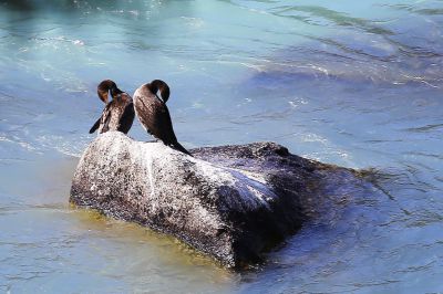 喀纳斯湖畔的小生灵