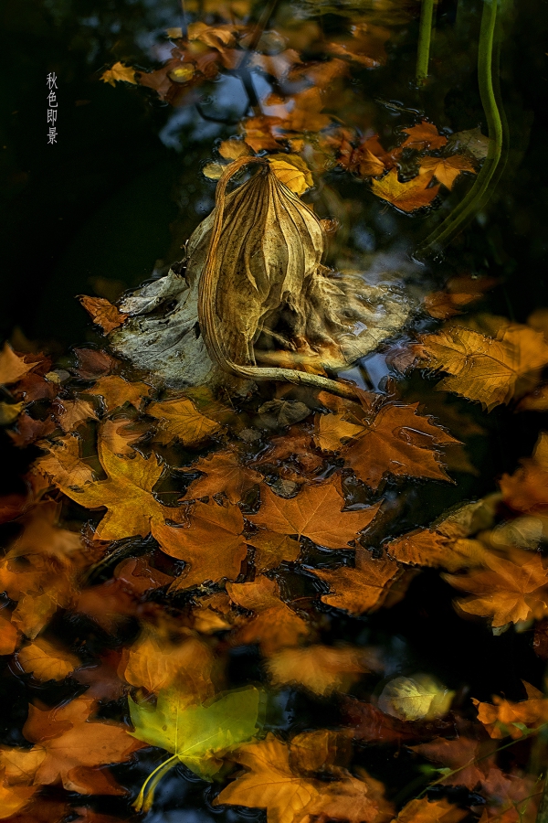 【秋色荷塘】