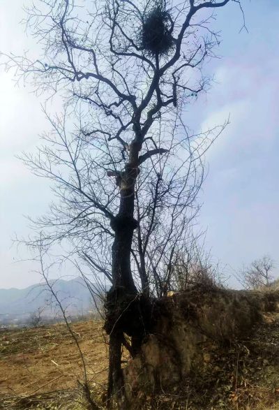 山里的柿子树（1）