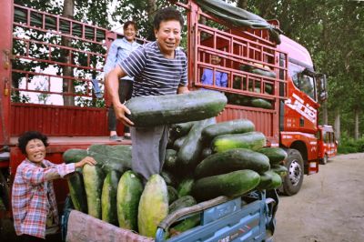 大冬瓜（图片翻拍）