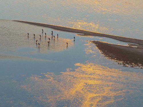 黄河鸟儿金色家园