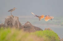 [原创]秦岭四宝之一