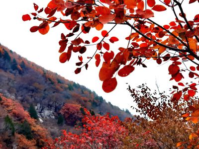 走进秋天 （5）