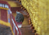 [原创]  我也要转经吗？