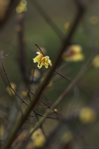 [原创]【幽 香】