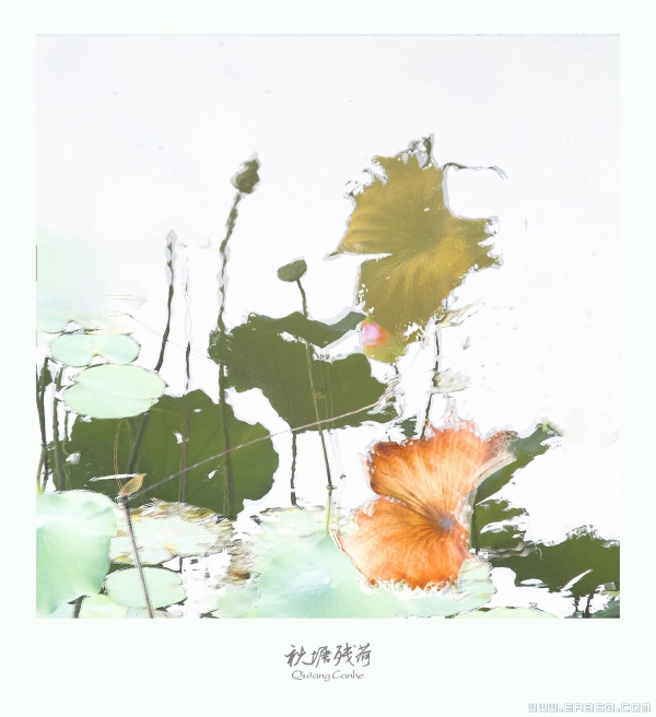 [原创]【秋塘残荷】